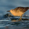 Jespak bojovny - Philomachus pugnax - Ruff 2095